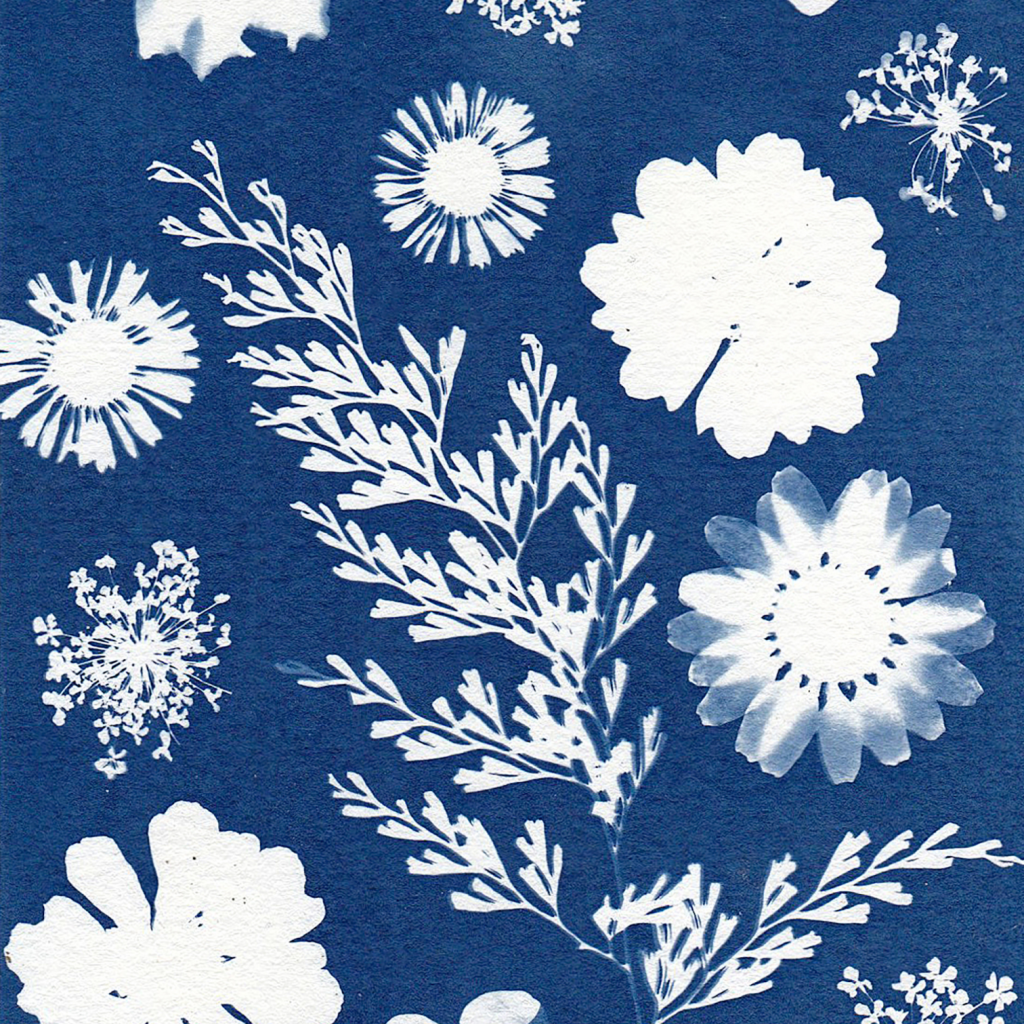 Promotional image for Botanical Sun Printing