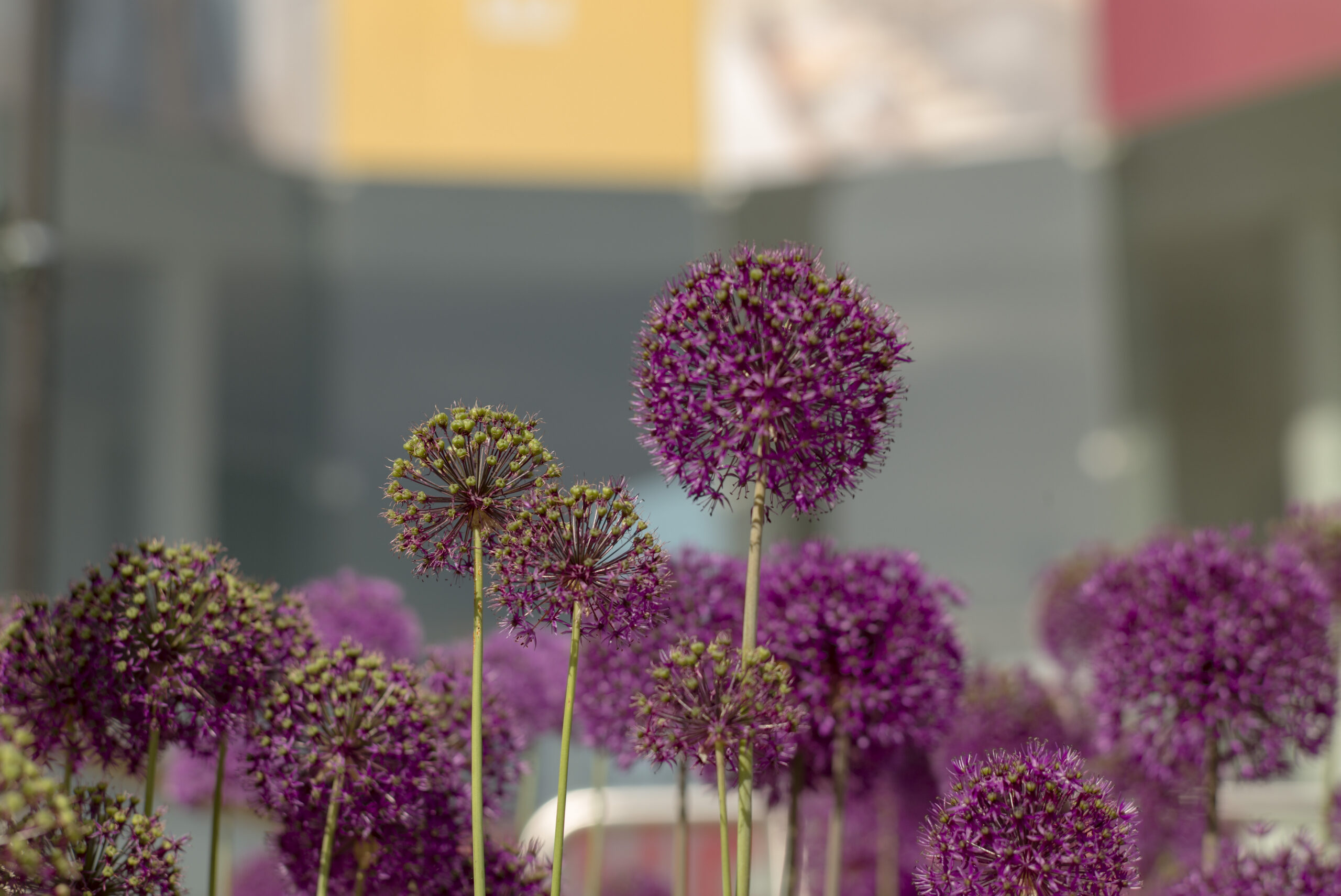 Close-up of purple allium flowers in bloom in a garden border