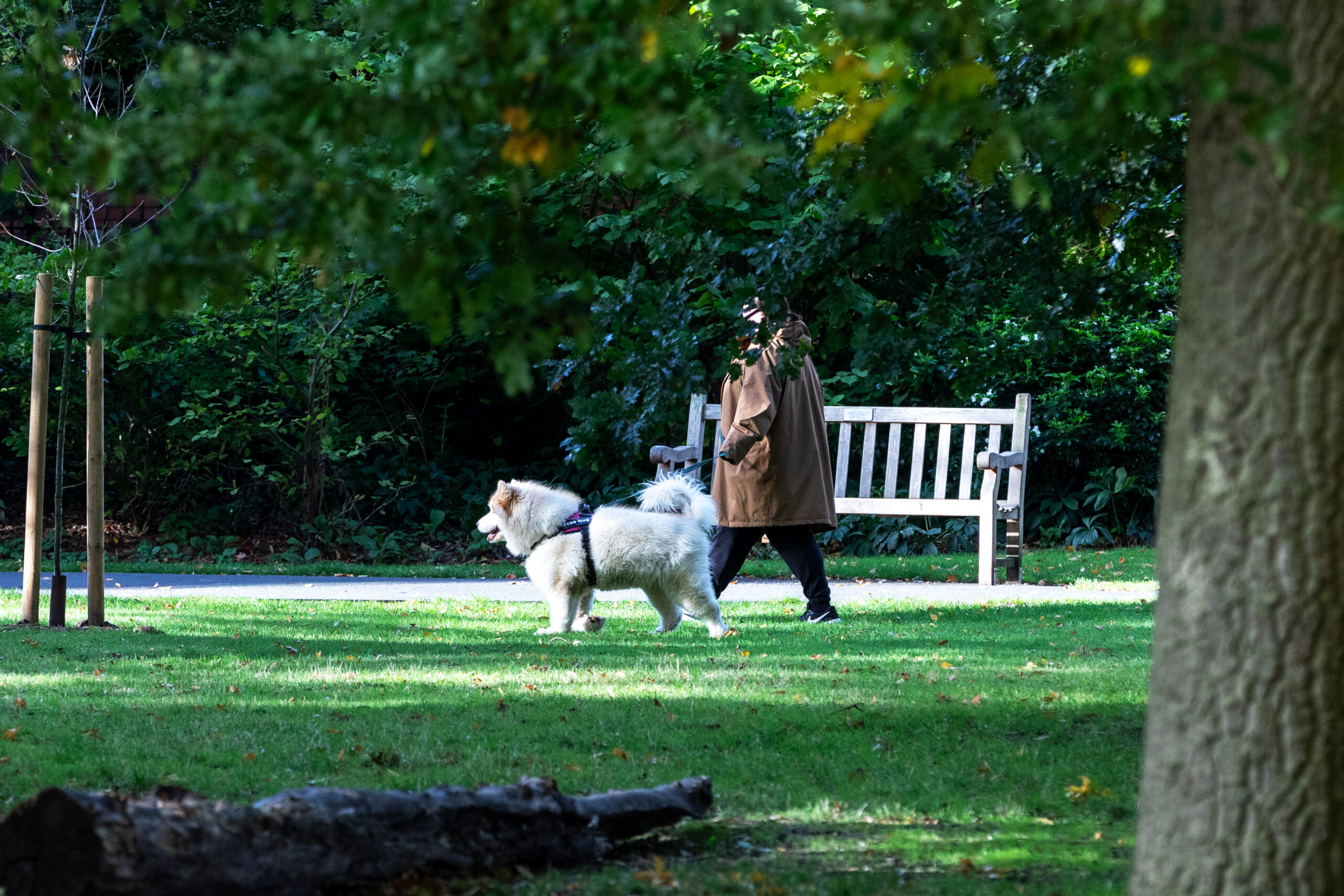 Person walking medium white fluffy dog across a sunlit park lawn with a bench and trees